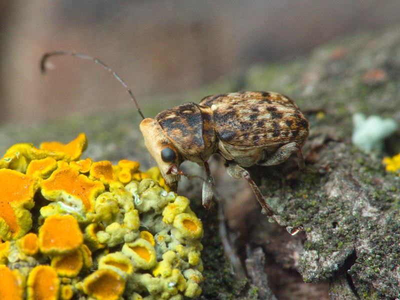 Exechesops foliatus Frieser & R., 1995